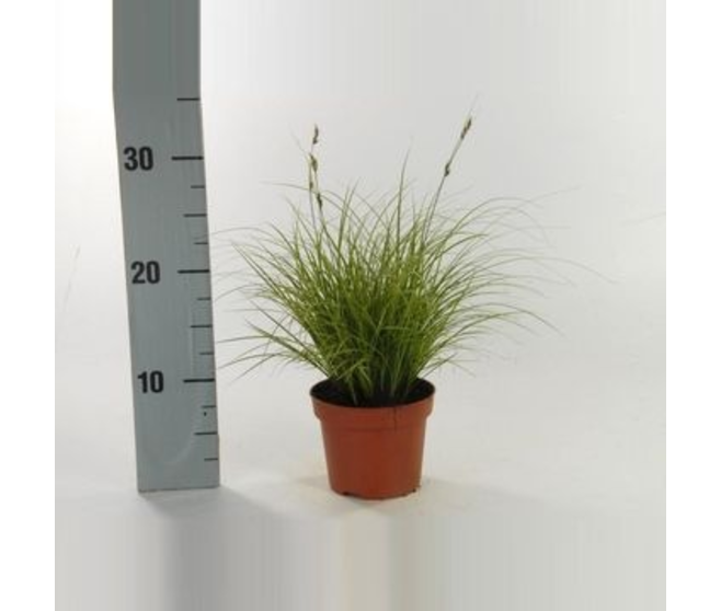 CAREX JUBILO