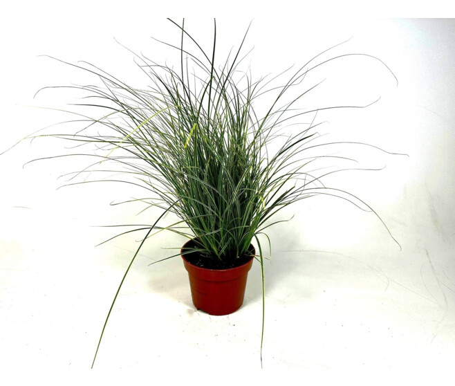 CAREX JUBILO
