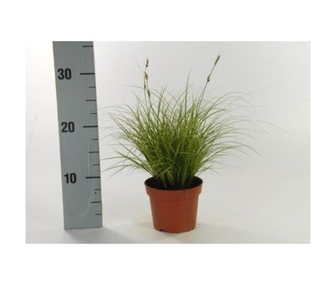 CAREX JUBILO