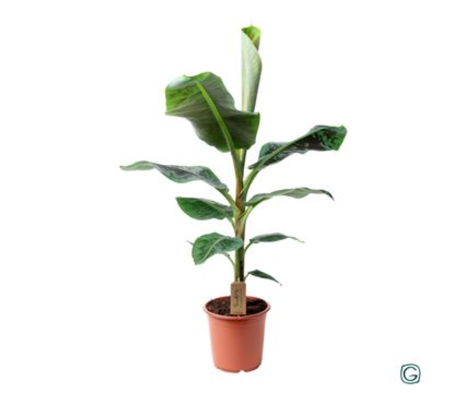 MUSA DWARF