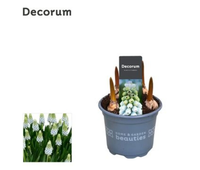 MUSCARI BLANC
