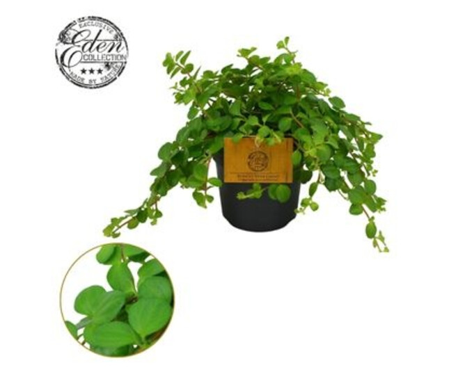PEPEROMIA ROTUNDIFOLIA