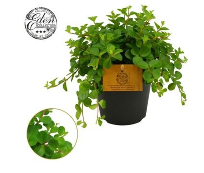 PEPEROMIA ROTUNDIFOLIA