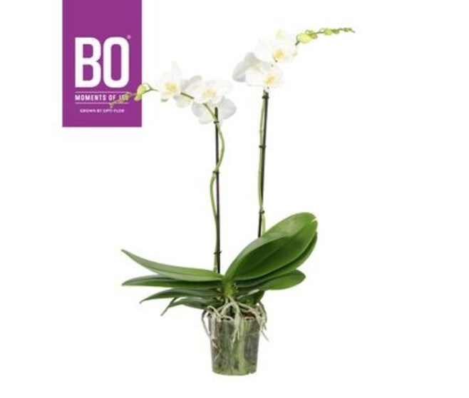 PHALAENOPSIS 2BR BLANC