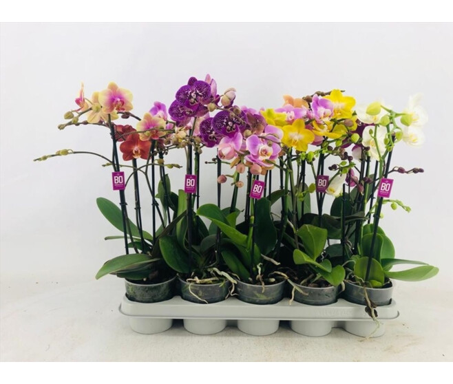 PHALAENOPSIS 2BR MF VARIES