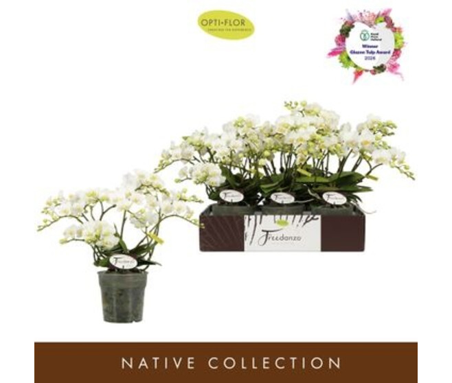 PHALAENOPSIS 3BR MF BLANC