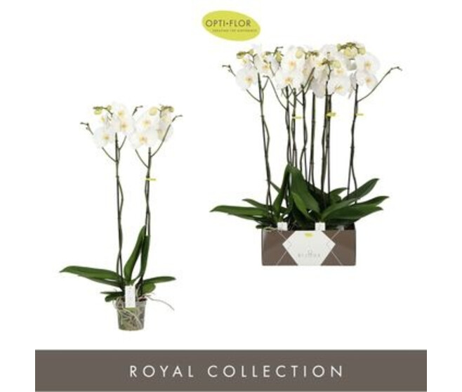 PHALAENOPSIS 2BR BLANC