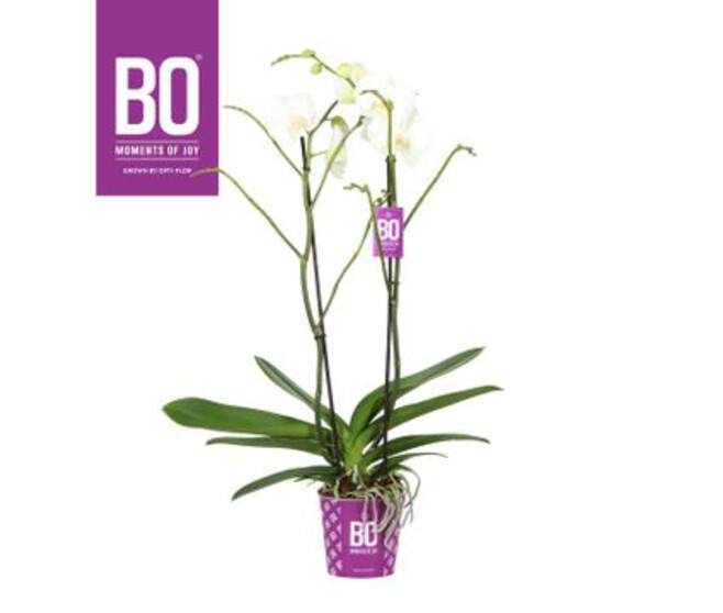 PHALAENOPSIS 2BR BLANC