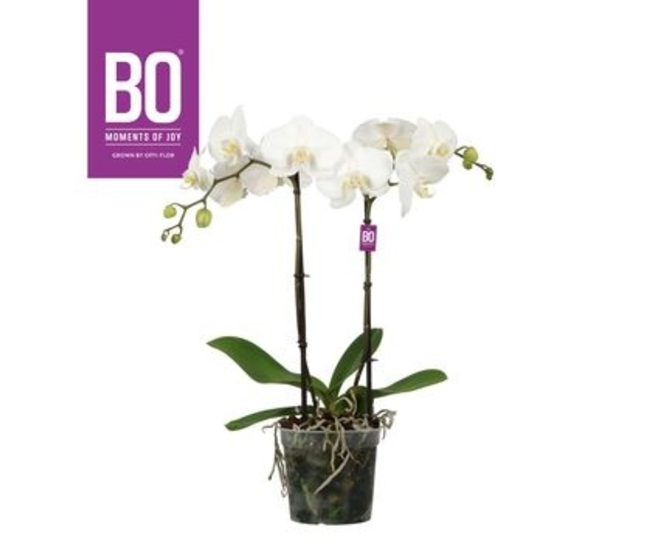 PHALAENOPSIS 2BR BLANC