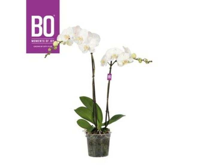 PHALAENOPSIS 2BR BLANC