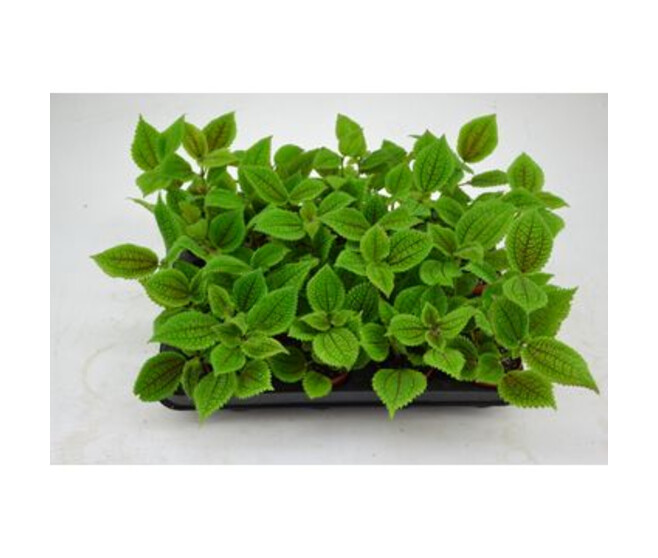PILEA MOON VALLEY