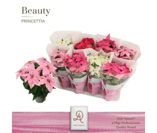 PRINCETTIA