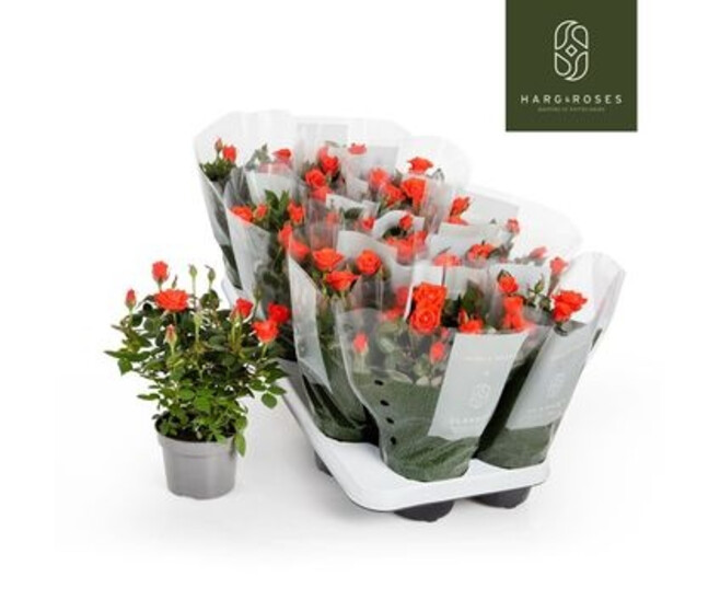 ROSIER KORDANA ORANGE