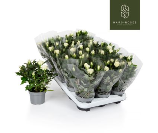 ROSIER KORDANA BLANC