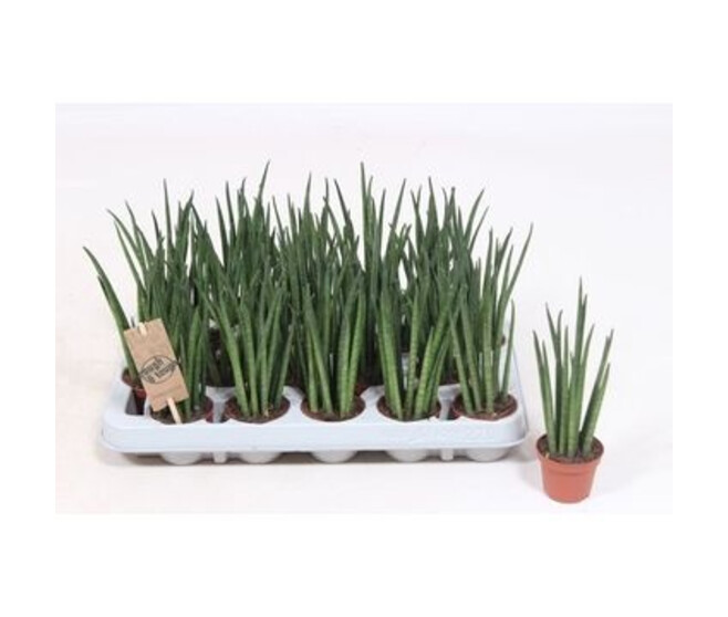 SANSEVIERIA MIKADO