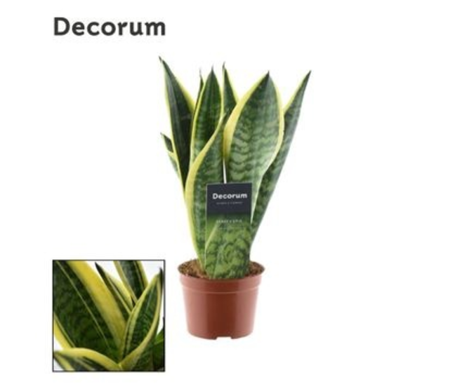 SANSEVIERIA SUPERBA