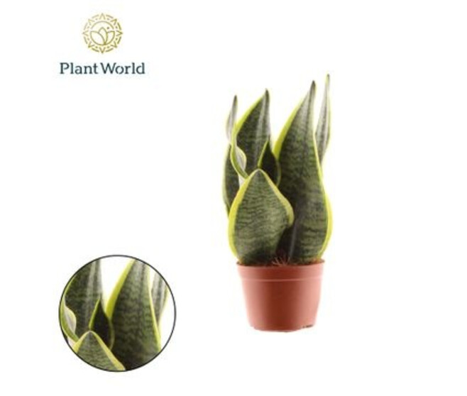 SANSEVIERIA SUPERBA