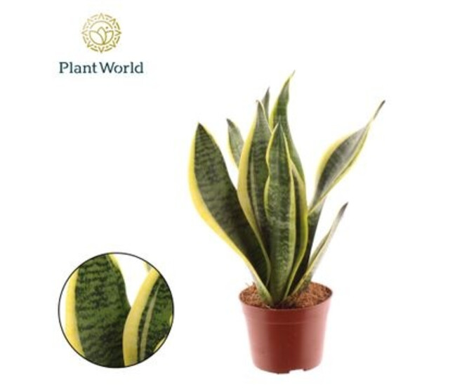 SANSEVIERIA SUPERBA