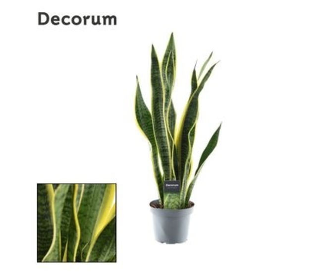 SANSEVIERIA LAURENTII
