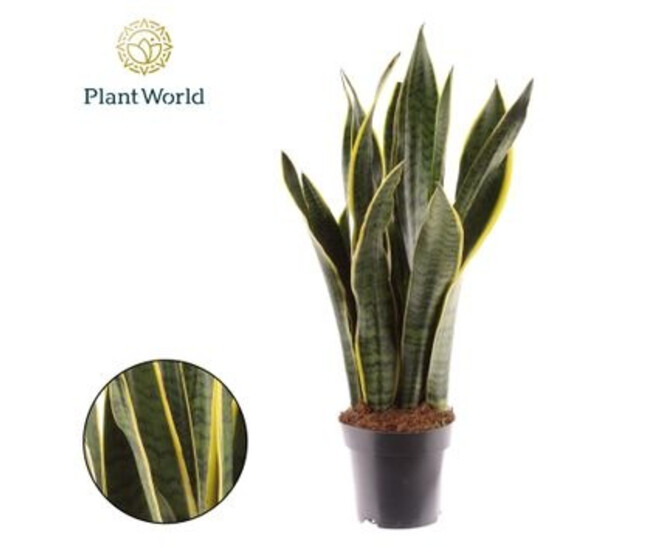 SANSEVIERIA LAURENTII