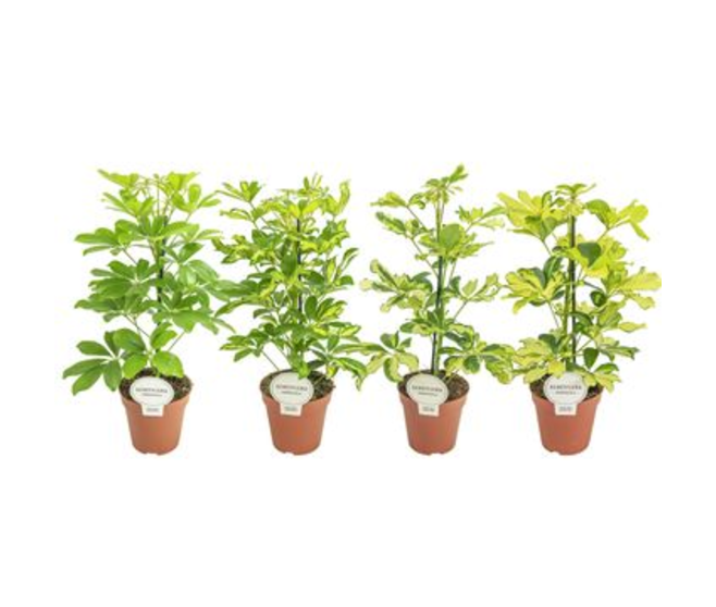 SCHEFFLERA VARIES