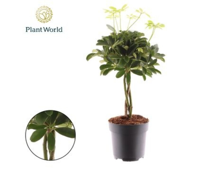 SCHEFFLERA NORA TM