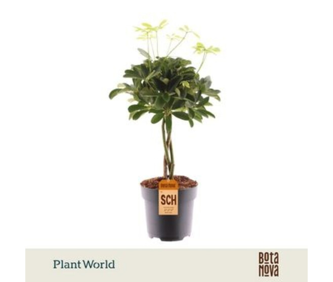 SCHEFFLERA NORA TM