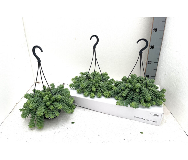SEDUM BURITTO SUSP