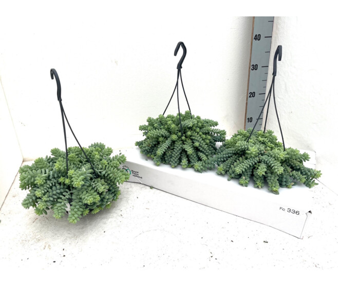 SEDUM BURITTO SUSP
