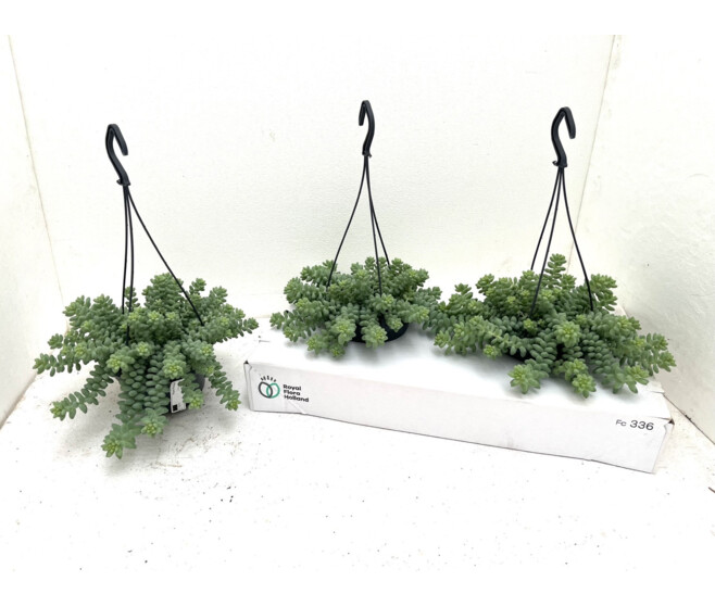 SEDUM BURITTO SUSP