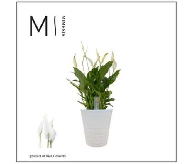 SPATHIPHYLLUM CERAM