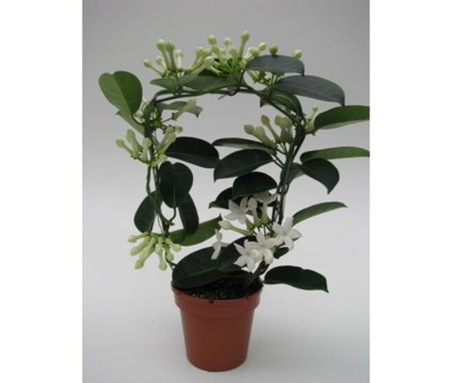 STEPHANOTIS 7/8GR