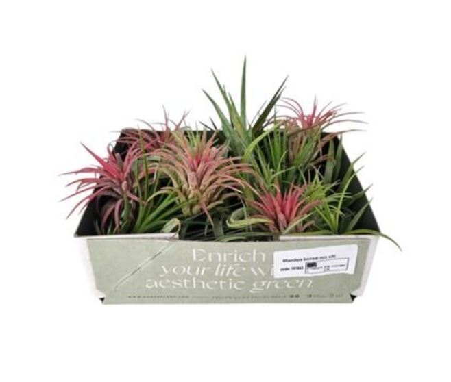 TILLANDSIA VRAC X30