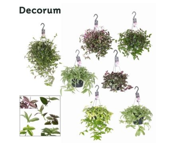 TRADESCANTIA VARIES SUSP