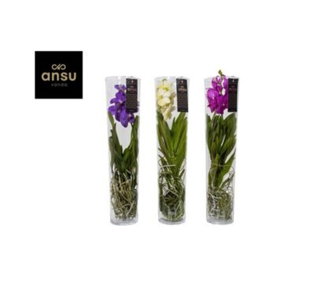 VANDA VERRE CYLINDRE