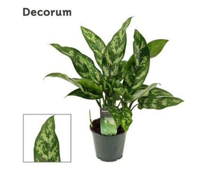 AGLAONEMA MARIA