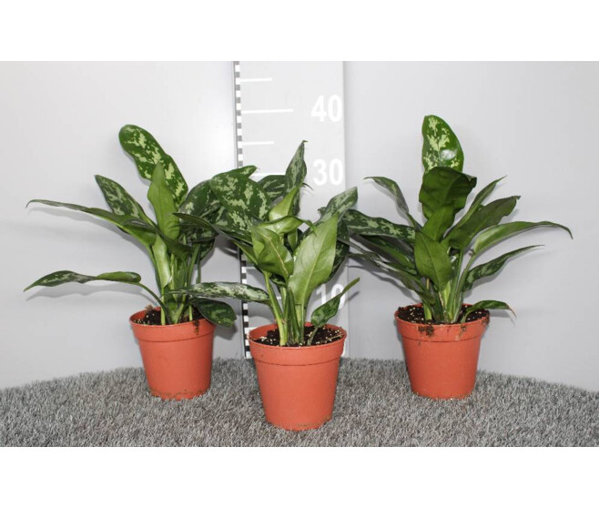 AGLAONEMA MARIA
