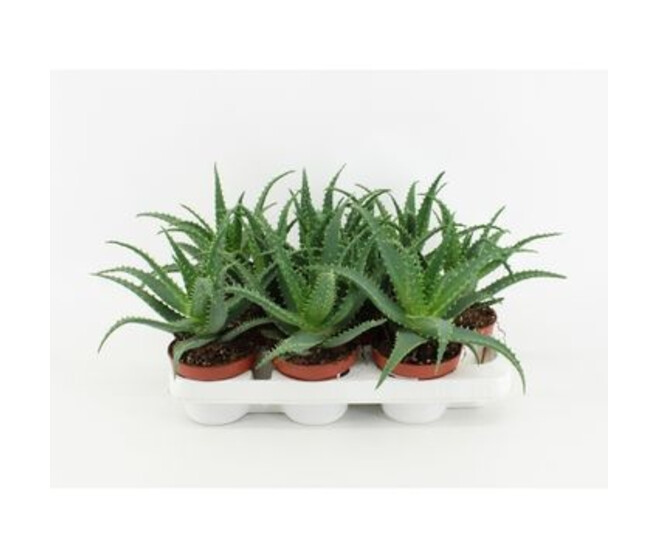 ALOE ARBORESCENS