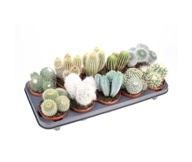 CACTUS VARIES
