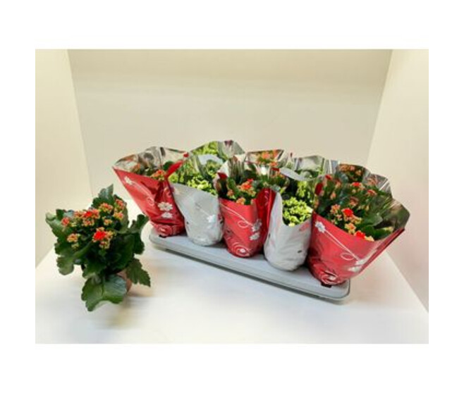 KALANCHOE FL DBLE VARIES