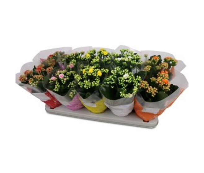 KALANCHOE FL DBLE VARIES