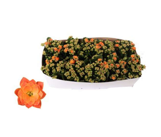 KALANCHOE FL DBLE ORANGE