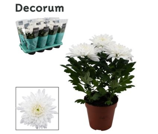 DENDRANTHEMA 3PP BLANC