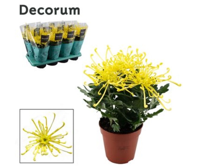 DENDRANTHEMA 3PP JAUNE