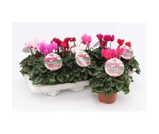 CYCLAMEN PATIO