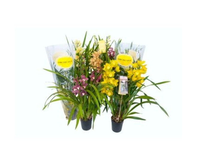 CYMBIDIUM 3/4BR VARIES