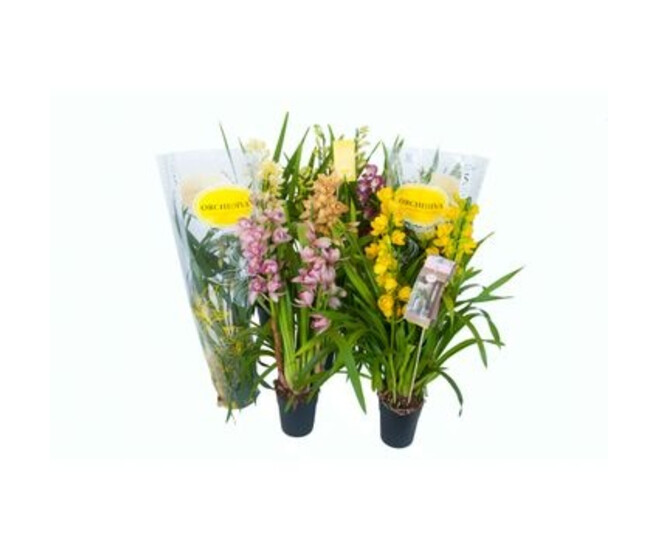 CYMBIDIUM 3/4BR VARIES