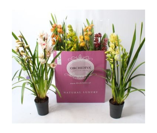 CYMBIDIUM 3/4BR VARIES