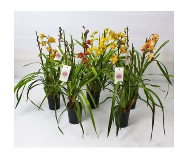 CYMBIDIUM 3/4BR VARIES