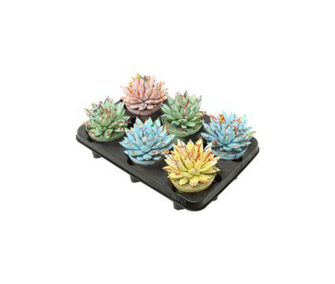 ECHEVERIA MIRANDA